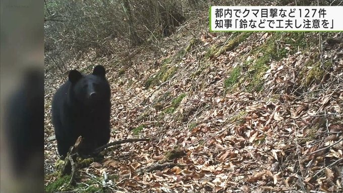 【驚愕！】東京都にもツキノワグマ！！127件も､､､注意して