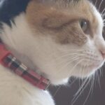 ねこ好きのねこ好きによるねこのためのアパートとモデルハウスが誕生！！！！！