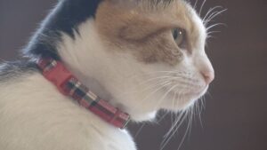 ねこ好きのねこ好きによるねこのためのアパートとモデルハウスが誕生!!!!!