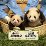 韓国で生まれた初「双子パンダ」名前は「ルイバオ」「フイバオ」に、