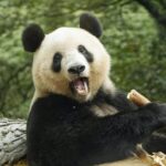 中国返還の「シャンシャン」日本語の呼びかけに反応！！！！！