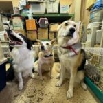 神奈川県警の虐待された犬猫110匹押収　⇒80匹が行方不明？「ありえない...」