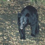 要注意！！　伊豆にクマ現る！　これまで約100年、生息がなかったのに･･･