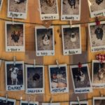 【朗報】2024年から犬や猫のペットの販売を禁止へってナヌ？