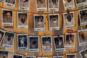 【朗報】2024年から犬や猫のペットの販売を禁止へってナヌ?