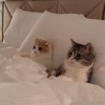 やっぱり！以前からこの人に違和感あった･･･「もちまる日記」猫がホテルベッドに排泄