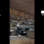 都内に急増中！！かわいい姿のアライグマだが“厄介者”特定外来生物に注意を、