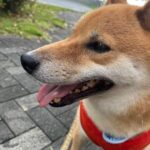 天然記念物「柴犬」って、他のわんちゃんや道行く人から嫌われる･･･？