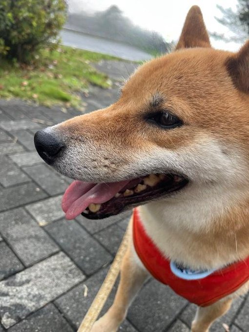 天然記念物「柴犬」って、他のわんちゃんや道行く人から嫌われる･･･？