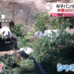 最新映像公開！！「シャオシャオ」と「レイレイ」上野動物園双子パンダが、