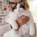 世にも不思議な〝二つの鼻〟を持つネコの写真はこちら