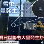 雪虫が大量発生！！“口や目に入ってしまうことも”「この先も大量発生か」外出の際は、