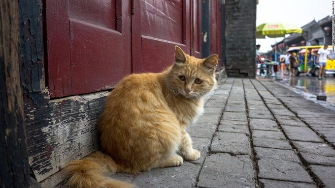 【悲報】中国産の肉、猫の肉だった･･････････中国警察が介入して、