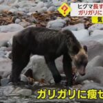 ガリガリのヒグマ！！！！！餌不足で痩せて、