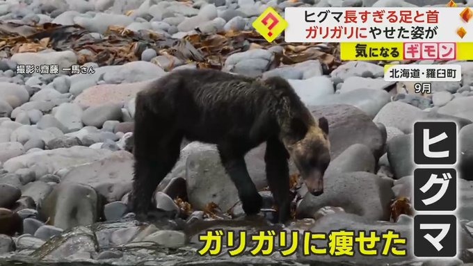 ガリガリのヒグマ！！！！！餌不足で痩せて、