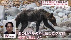 かわいそうなのか?初めて見るヒグマ“激やせ”に緊迫の、