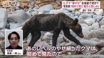 かわいそうなのか？初めて見るヒグマ“激やせ”に緊迫の、