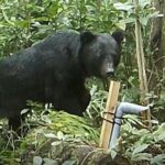 クマさん山口県まで南下中！！もうすぐ九州に上陸か･･････････泳いで？