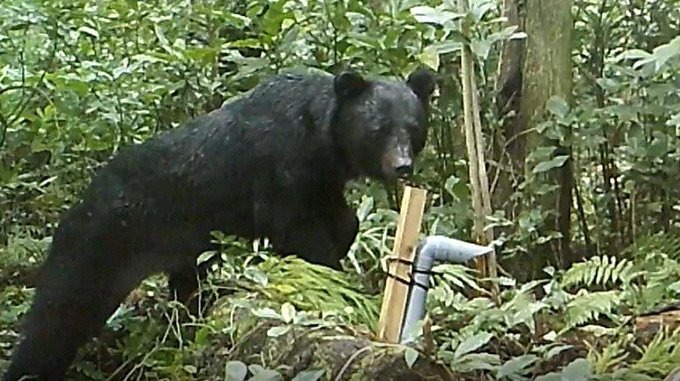 クマさん山口県まで南下中！！もうすぐ九州に上陸か･･････････泳いで？