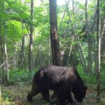 バカクレーマーに告ぐ！！「クマと人間の共存は100%無理」ハンターが怒りの、