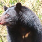 バカなのか？「クマ＝プーさんとでも思ってる」クマ被害増加なのに駆除抗議が加熱して、