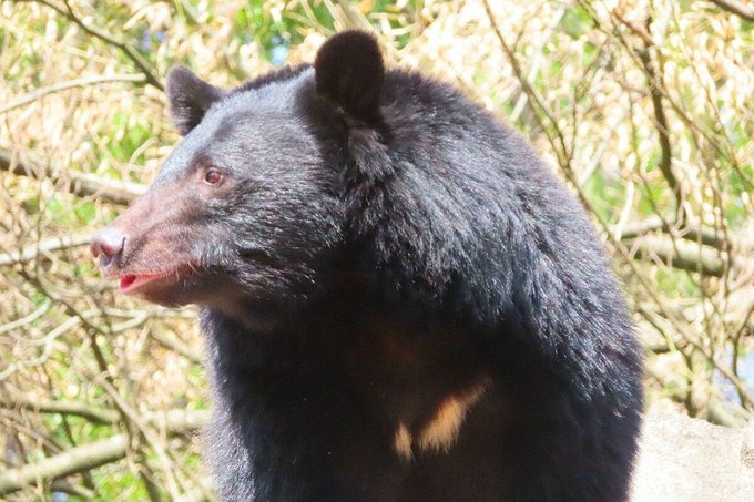 バカなのか？「クマ＝プーさんとでも思ってる」クマ被害増加なのに駆除抗議が加熱して、