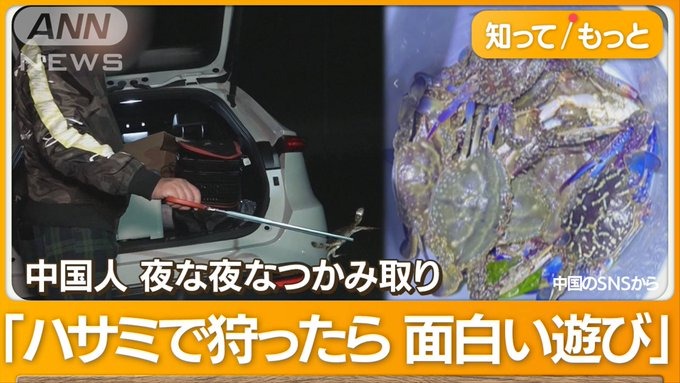 中国人の【悪質な…】東京湾でワタリガニ“大量密漁”が、