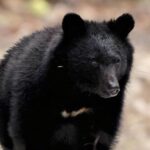 マジか･･･ついに、八王子市役所近くまでクマ出没！！！！！