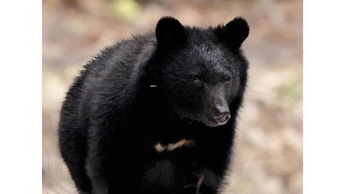 マジか･･･ついに、八王子市役所近くまでクマ出没！！！！！