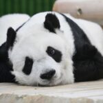 パンダ・タンタンの返還が1年延長で、