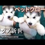 死んだペットのDNA99・9％引き継ぐ、クローン再生が、