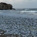 函館の海にものすごい大量のイワシが！！！！！　足の踏み場もないほどで、