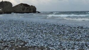 函館の海にものすごい大量のイワシが!!!!! 足の踏み場もないほどで、