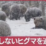冬眠しないクマを撮影！！　相次ぐクマの被害で、