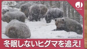 冬眠しないクマを撮影!! 相次ぐクマの被害で、